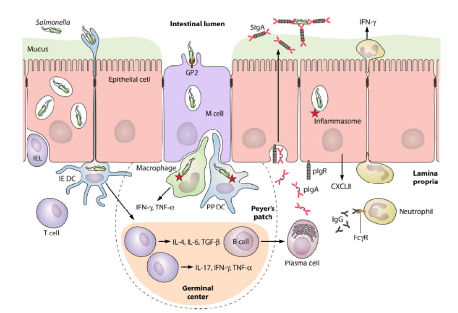 Resumo esquemático da resposta imune da mucosa contra Salmonella enterica serovar Typhimurium