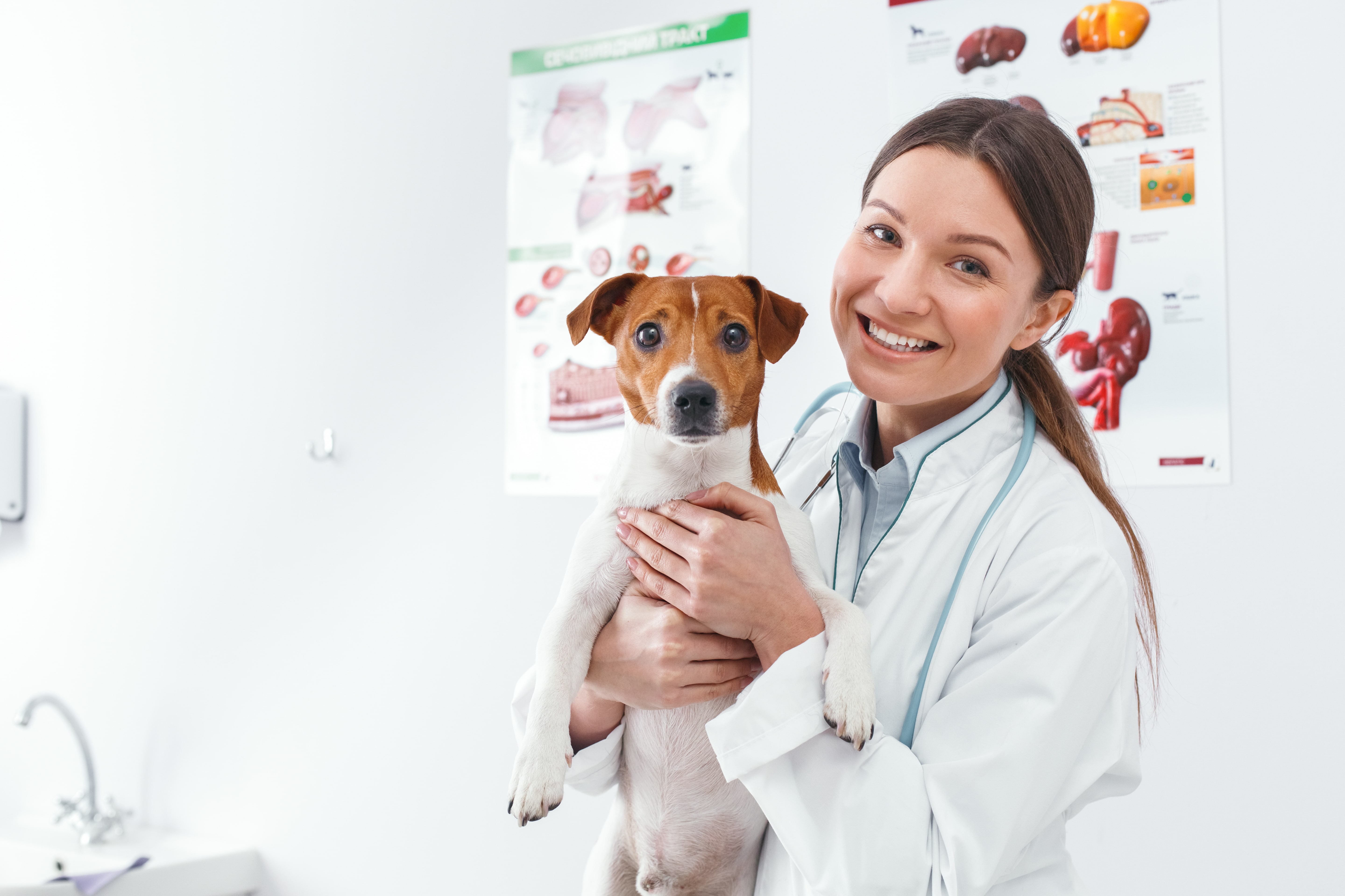 Médica-veterinária segurando cão