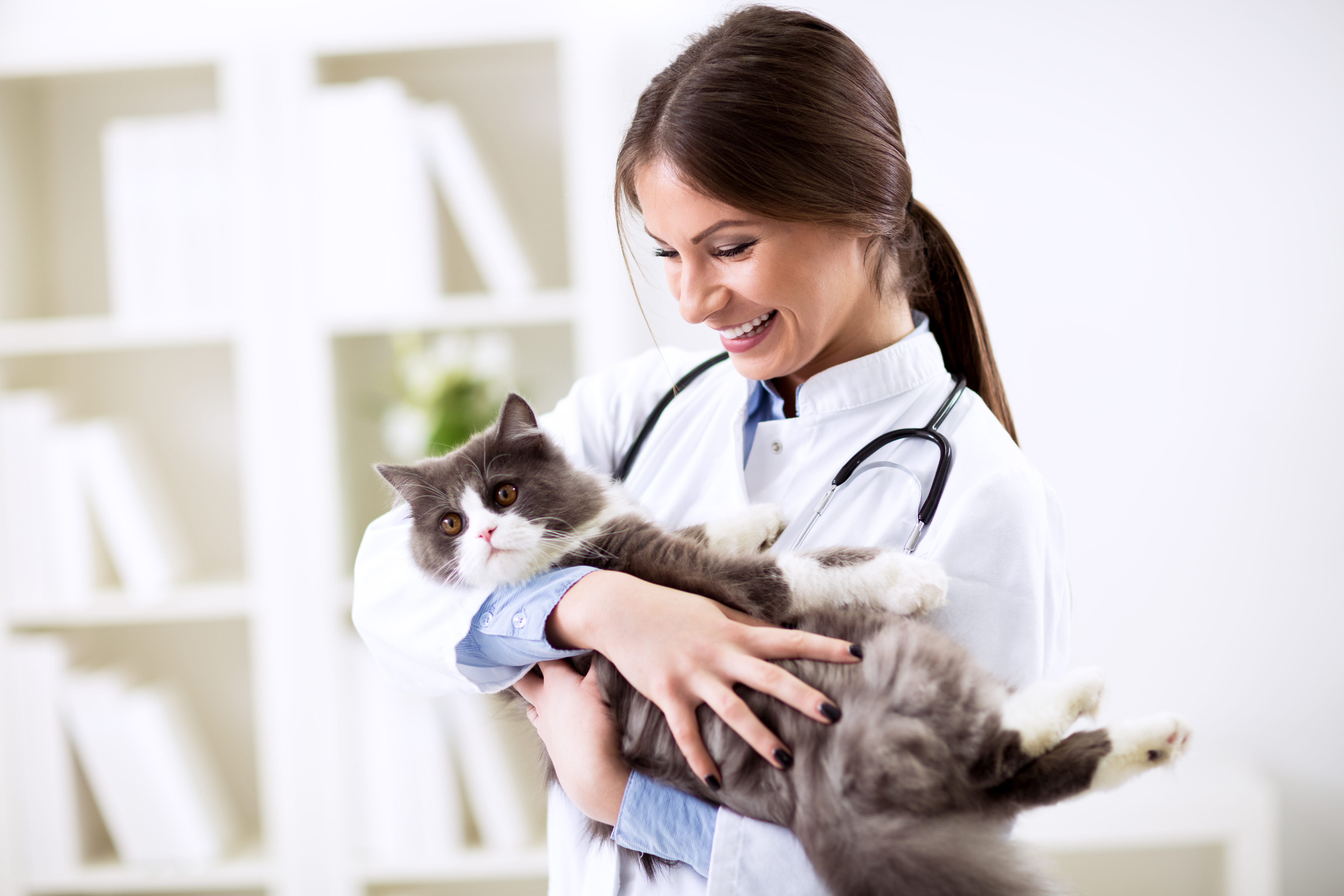 Médica veterinária segurando um gato