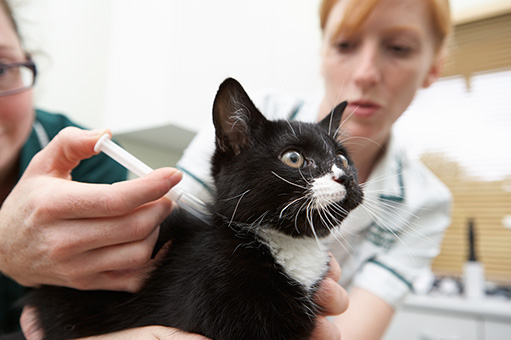 Foto de gato sendo vacinado por uma veterinária e sua assistente.