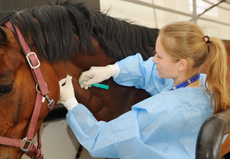 Médica-veterinária abraçando um equino
