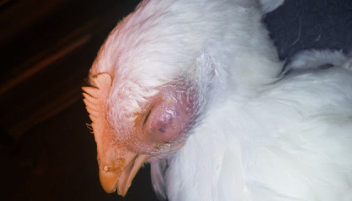 Qual a participação do metapneumovírus aviário nos plantéis de aves brasileiros?