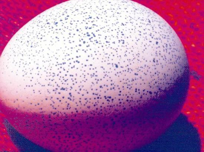 Identificação dos poros na casca do ovo fértil.