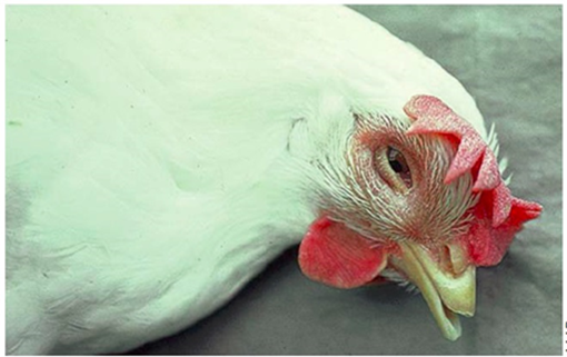 Figura 1. Fonte: Curso de Sanidade Avícola.