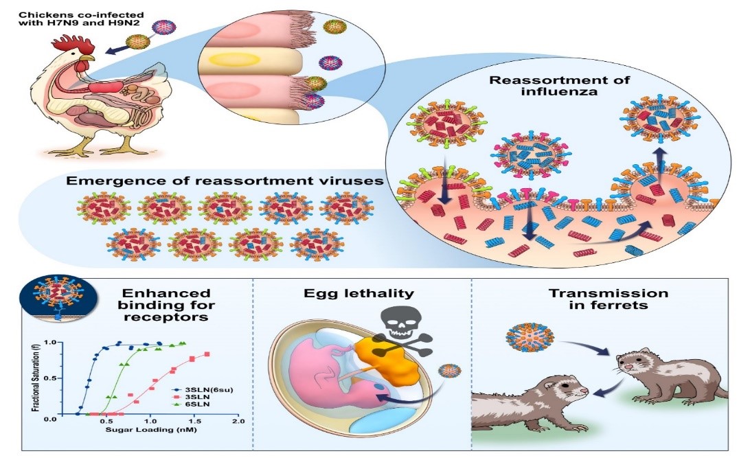 Esta imagem é uma ilustração do trabalho realizado pelos cientistas de Pirbright.  A imagem mostra que quando uma galinha é infectada com as cepas H7N9 e H9N2 da gripe aviária, esses vírus podem se reorganizar (trocar informações genéticas) para criar uma cepa que pode se ligar melhor às células, causar morte em embriões de galinha e espalhar doenças em furões