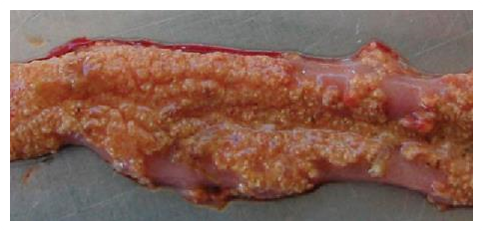 lesões necróticas típicas no trato intestinal