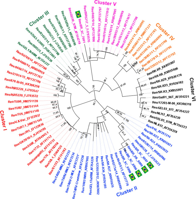 Imagem da árvore filogenética do ARV com base na variabilidade da sequência C do Sigma. 
As cepas de vírus agruparam-se em 6 grupos de genotipagem (codificados por cores). 
Nossos isolados são identificados pelo ReoBR. A árvore foi construída pelo método de união de vizinhos com o modelo de distância genética Jukes-Cantor.