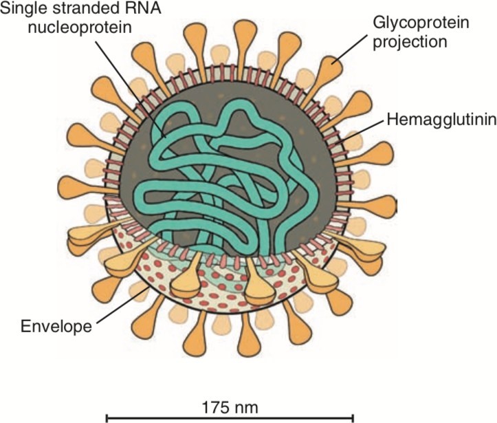 DESENHO ESQUEM&Aacute;TICO DOS V&Iacute;RUS PERTENCENTES AO G&Ecirc;NERO CORONAVIRUS.