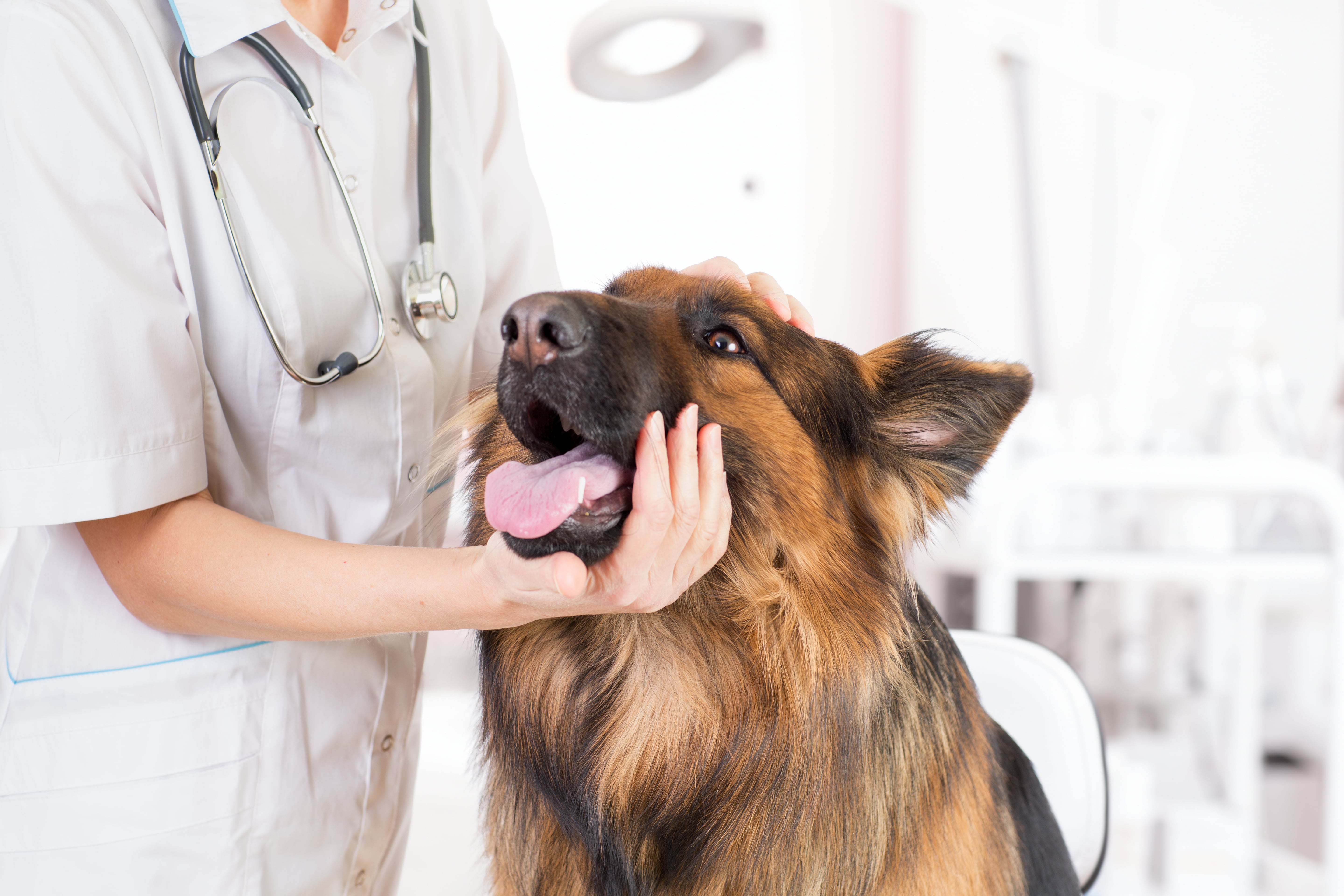 Médico-veterinário segurando cão