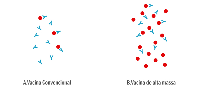 Figura 1 – A influência das vacinas com alta massa antigênica sobre os anticorpos maternos contra o parvovírus canino. A – vacina com massa antigênica normal: os anticorpos maternos neutralizam totalmente os antígenos vacinais, restando anticorpos para interferir com a próxima dose de vacina. B – vacina com alta massa antigênica sob o mesmo nível de anticorpos maternos de A: os anticorpos conseguem neutralizar parte dos antígenos vacinais, porém ainda restam antígenos livres para imunizar.