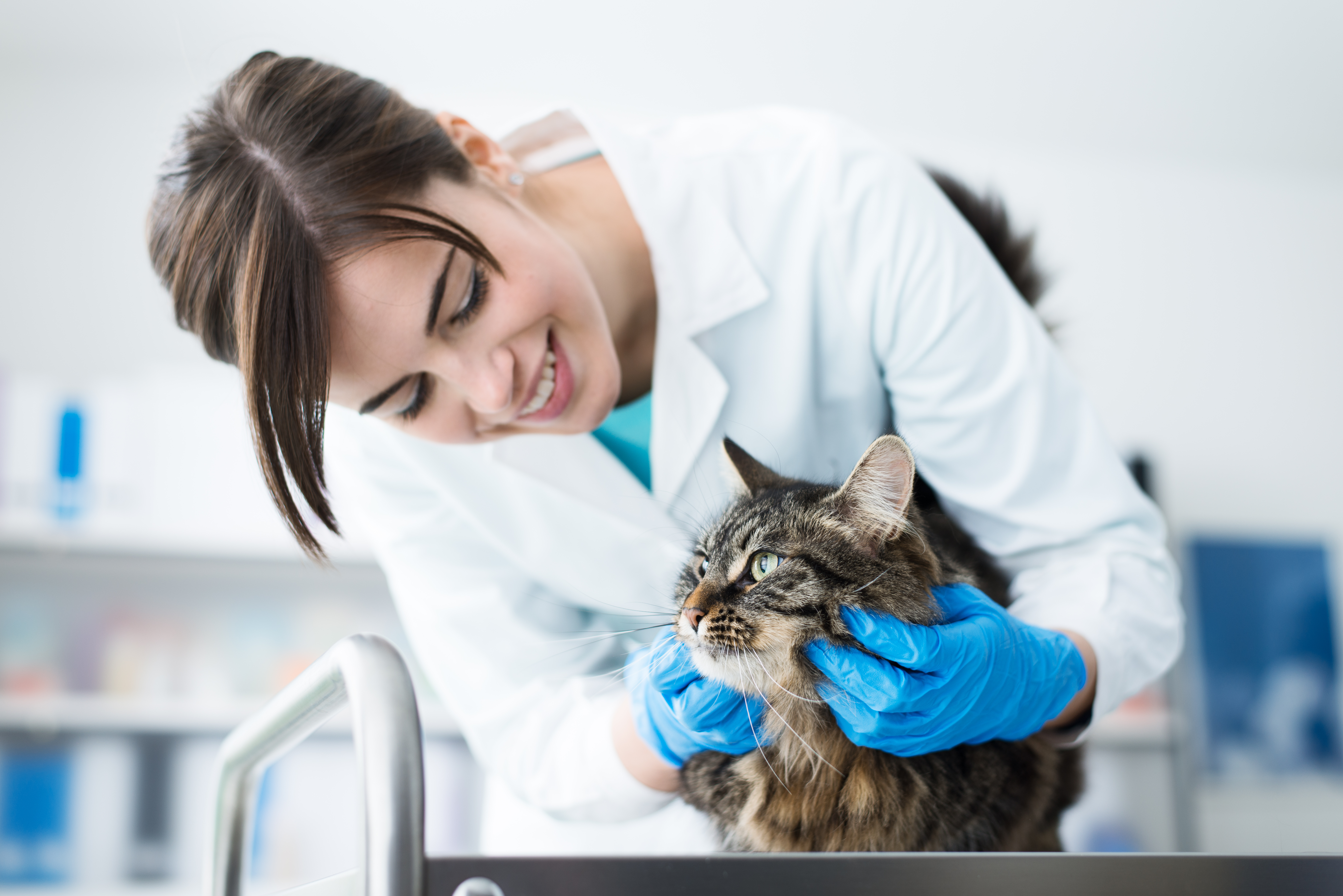 Médica-veterinária segurando felino