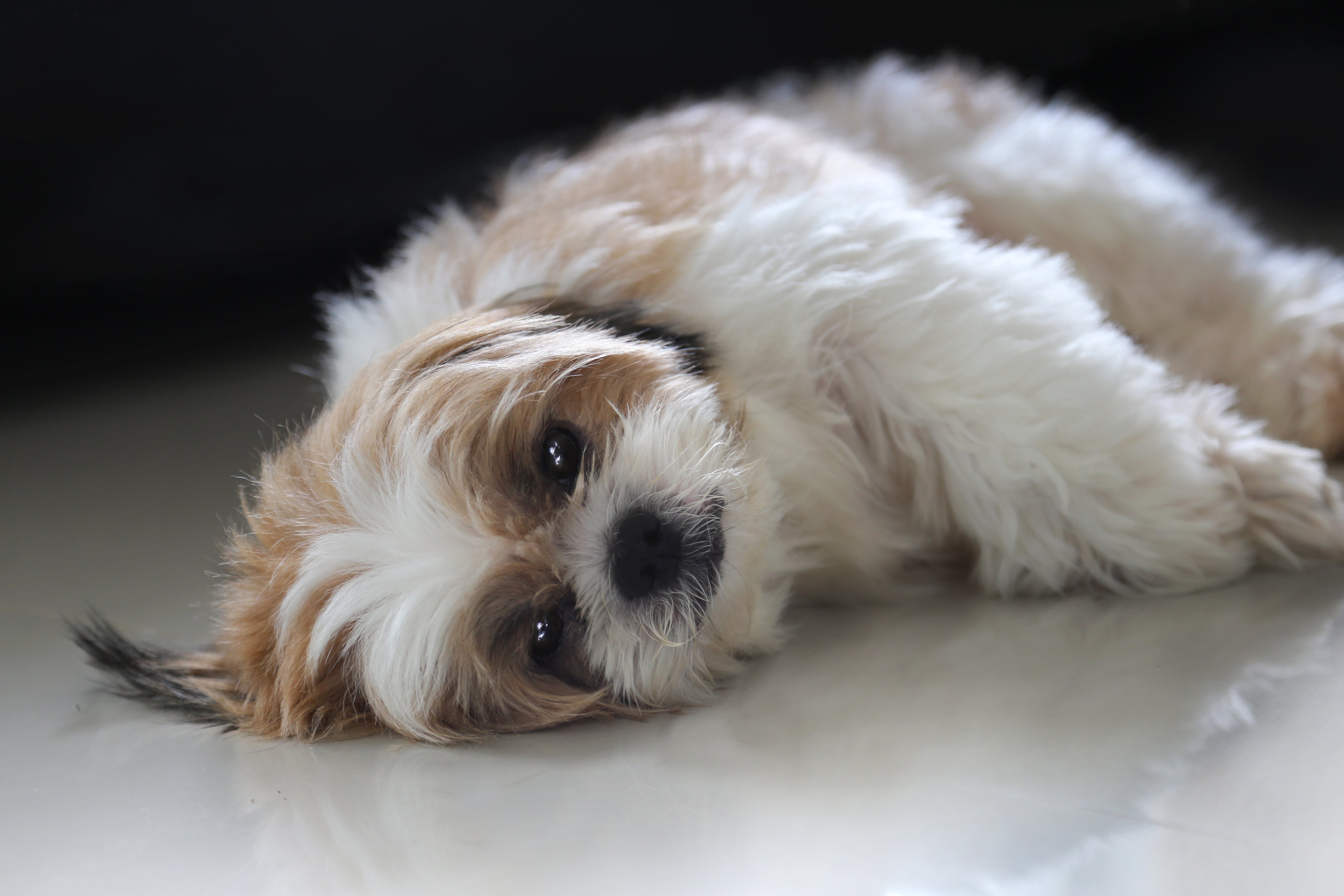 M&eacute;dico-veterin&aacute;rio acompanhado por um c&atilde;o e um gato