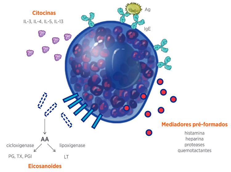 Figura 1 &ndash; O mast&oacute;cito ativado nas rea&ccedil;&otilde;es al&eacute;rgicas. Ap&oacute;s a liga&ccedil;&atilde;o cruzada entre o ant&iacute;geno (Ag) e as mol&eacute;culas de imunoglobulina do tipo E (IgE), mediadores pr&eacute;-formados s&atilde;o liberados em segundos. Eicosanoides, como prostaglandinas (PG), tromboxanos (TX), prostaciclinas (PGI) e leucotrienos (LT) s&atilde;o sintetizados a partir do &aacute;cido araquid&ocirc;nico (AA) proveniente dos fosfolip&iacute;deos de membrana minutos depois. Por fim, em algumas horas, citocinas s&atilde;o produzidas e liberadas pelos mast&oacute;citos.