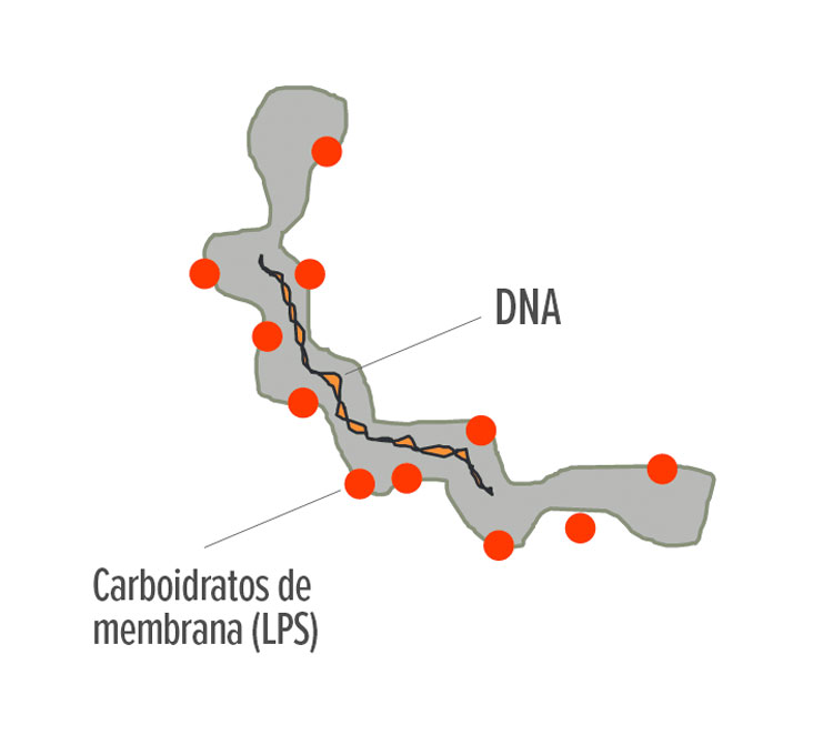 Figura 1 &ndash; Representa&ccedil;&atilde;o esquem&aacute;tica simplificada da estrutura de Leptospira. O DNA bacteriano &eacute; a base para a classifica&ccedil;&atilde;o por esp&eacute;cies, ao passo que os lipopolissacar&iacute;deos de membrana constituem o fundamento da classifica&ccedil;&atilde;o sorol&oacute;gica em sorogrupos e sorovares.