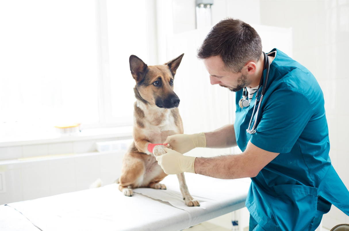 M&eacute;dico-veterin&aacute;rio cuidando de um c&atilde;o