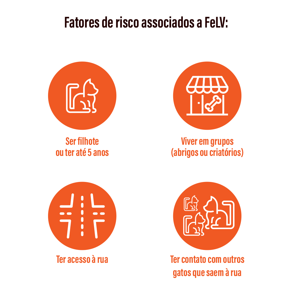 Fatores de risco associados a FeLV: 1. Ser filhote ou ter at&eacute; 5 anos; 2.Viver em grupos (abrigos ou criat&oacute;rios); 3. Ter acesso &agrave; rua; 4. Ter contato com outros gatos que saem &agrave; rua;